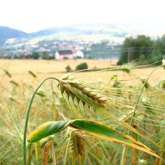 Wheatfield-Lillehammer, Norway